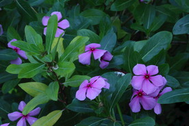 长春花