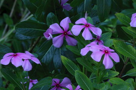 长春花