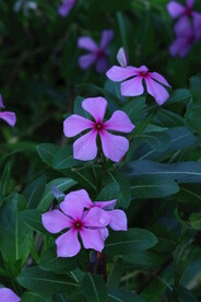 长春花 