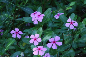 长春花 