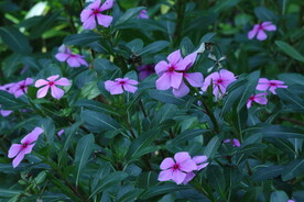 长春花