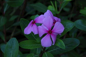 长春花