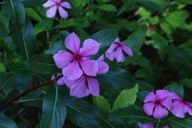 长春花 