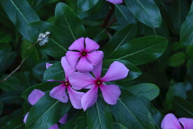 长春花 