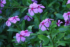 长春花