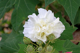 木芙蓉