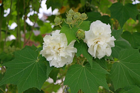 木芙蓉