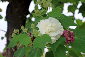 木芙蓉