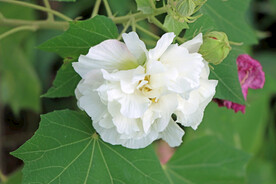 木芙蓉