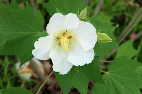 木芙蓉