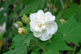 木芙蓉