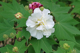 木芙蓉