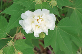 木芙蓉