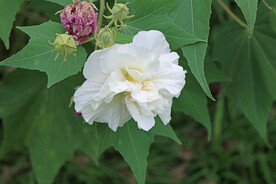 木芙蓉