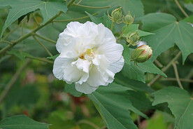 木芙蓉