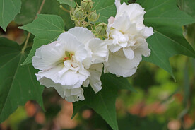 木芙蓉