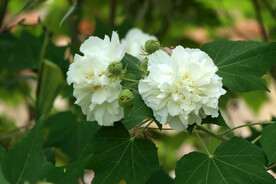 木芙蓉