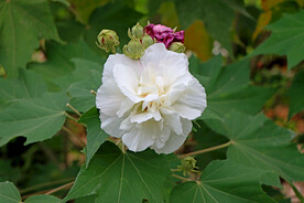 木芙蓉
