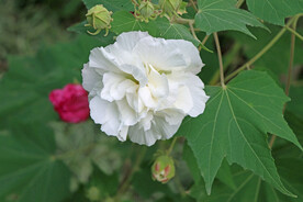 木芙蓉