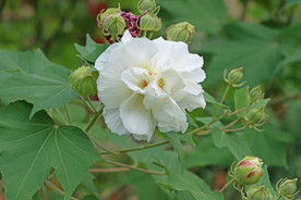 木芙蓉