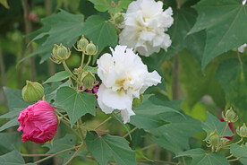 木芙蓉