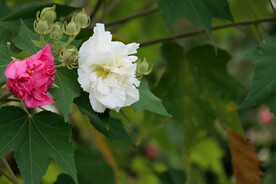 木芙蓉