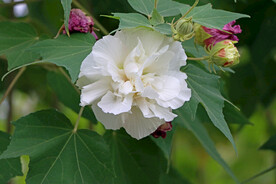 木芙蓉
