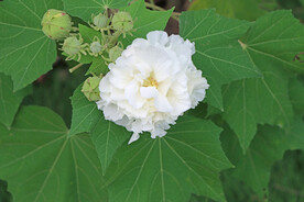 木芙蓉