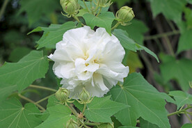 木芙蓉