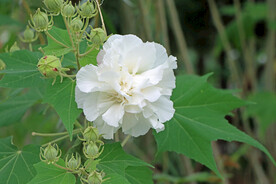 木芙蓉