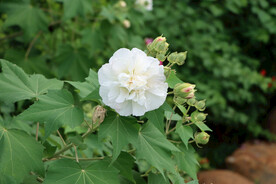 木芙蓉