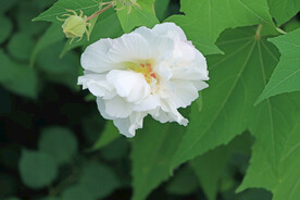 木芙蓉