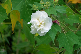 木芙蓉