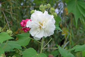 木芙蓉