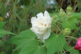 木芙蓉