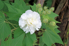 木芙蓉