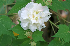 木芙蓉