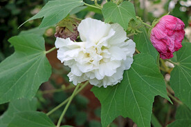 木芙蓉