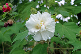 木芙蓉