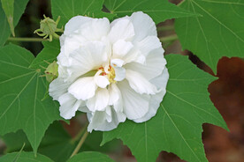 木芙蓉