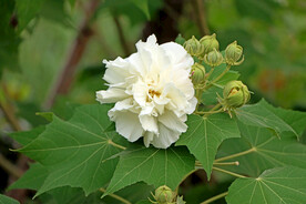 木芙蓉