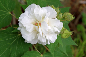 木芙蓉