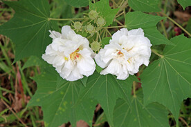 木芙蓉