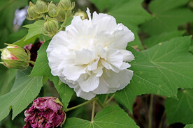 木芙蓉