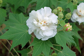 木芙蓉