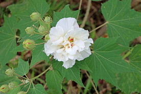 木芙蓉