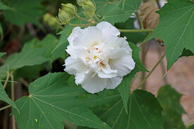 木芙蓉