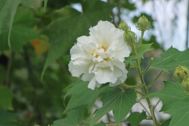 木芙蓉