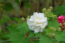 木芙蓉