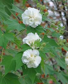 木芙蓉